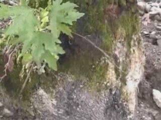 Green Past -Black Present