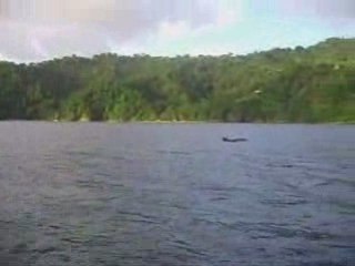 Dauphins dans la baie de Charlotteville