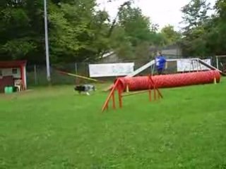 Dixie entrainement d'agility du 24/09/2008 2ème parcours