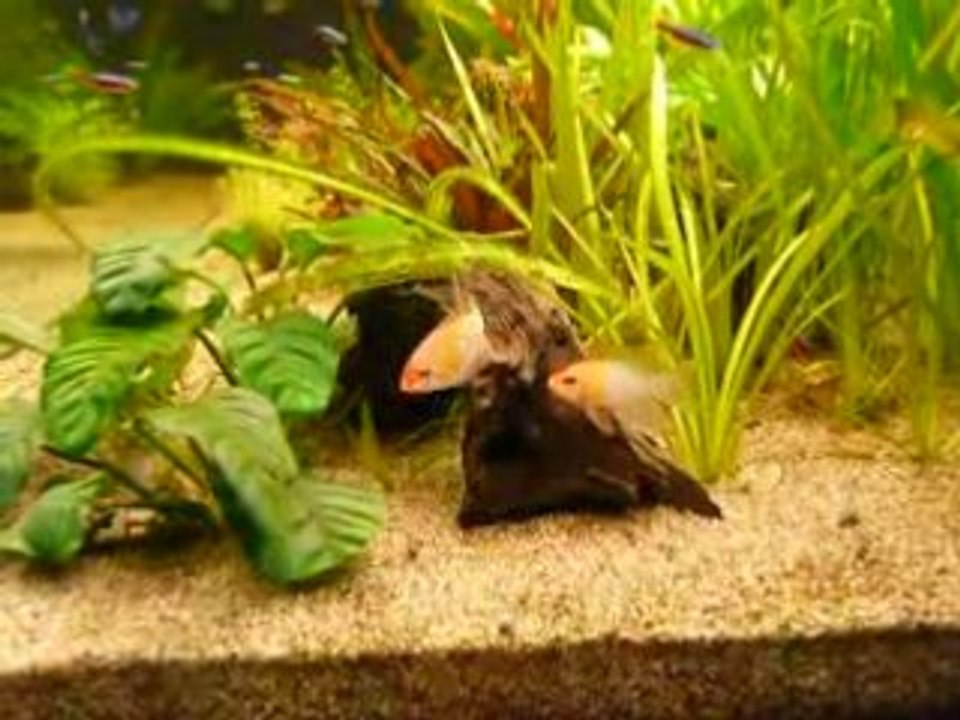 Ramirezis