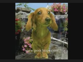 Talking Dog Videos And Smart Dogs