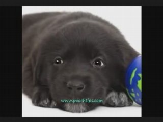 Dog Food Discussed By Talking Dog