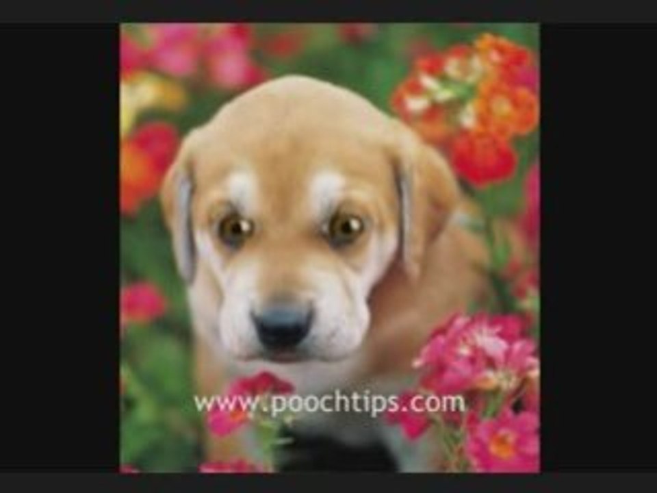 Smart Dog Talking About Dog Allergies