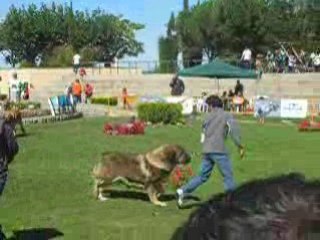 Valencia de Don Juan sept 2008 champion mâle091