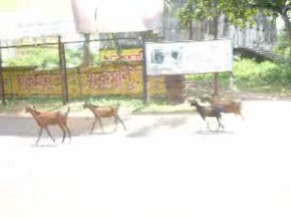 Moto Puri (vidéo pas ouf...) bah pq tu l as mise connard