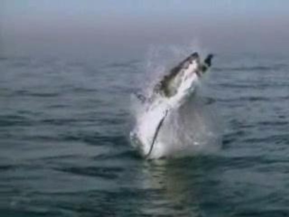 Un requin blanc attaque un phoque
