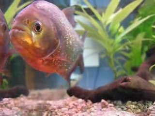 Piranha de 15cm - Aquarium de Lilian (33)