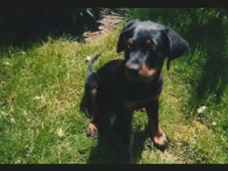 Vie de Beauceron