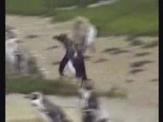 les pingouins sont de retour