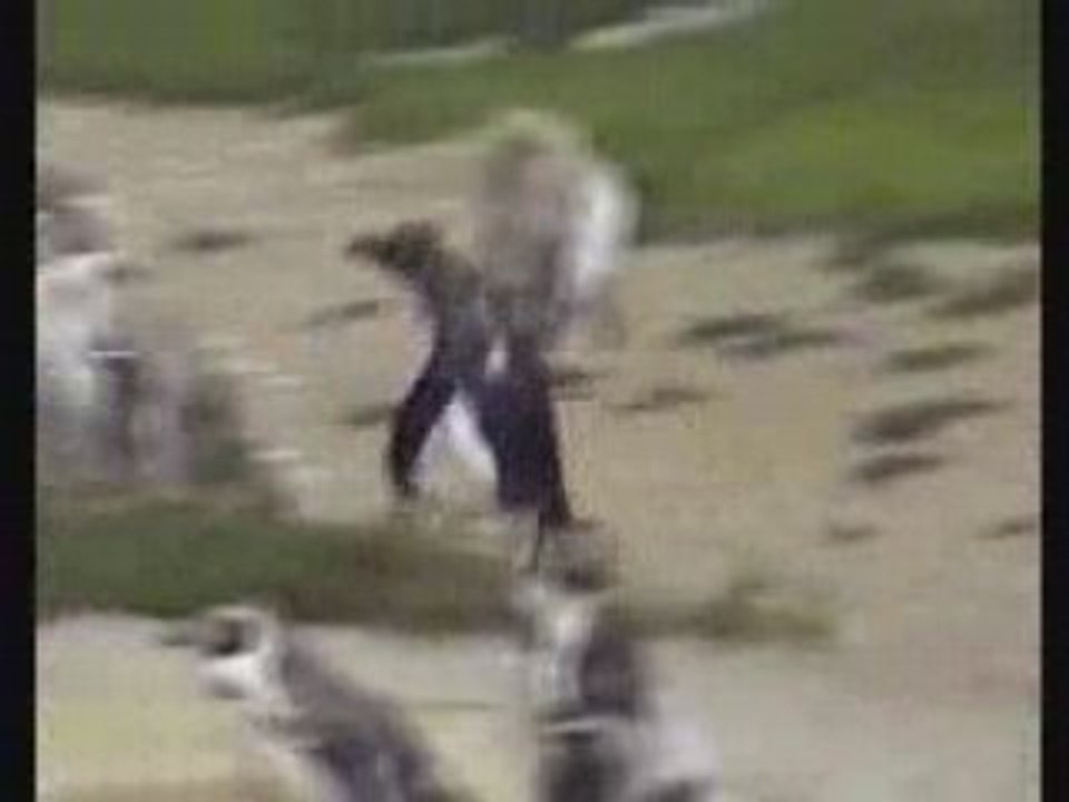 les pingouins sont de retour