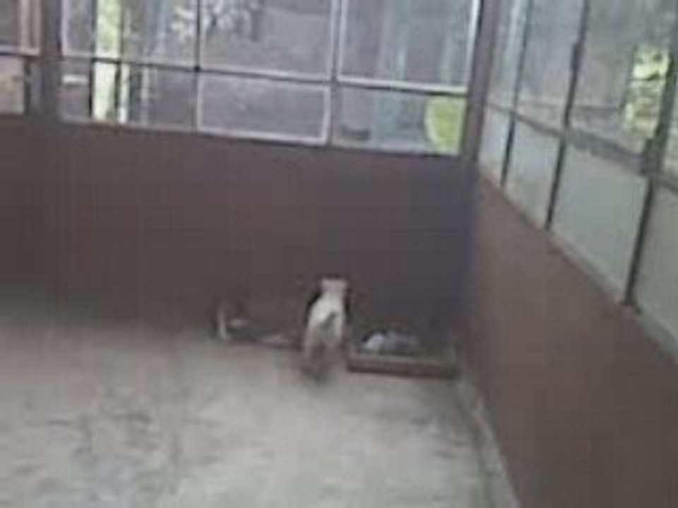 a nice kitty