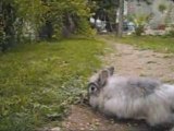 Pelote mon lapin !