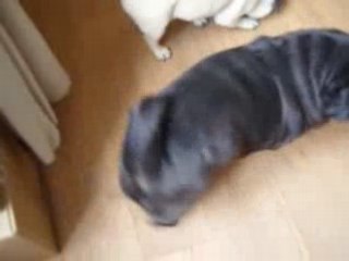 chiens drole qui veut pas donner sa balle