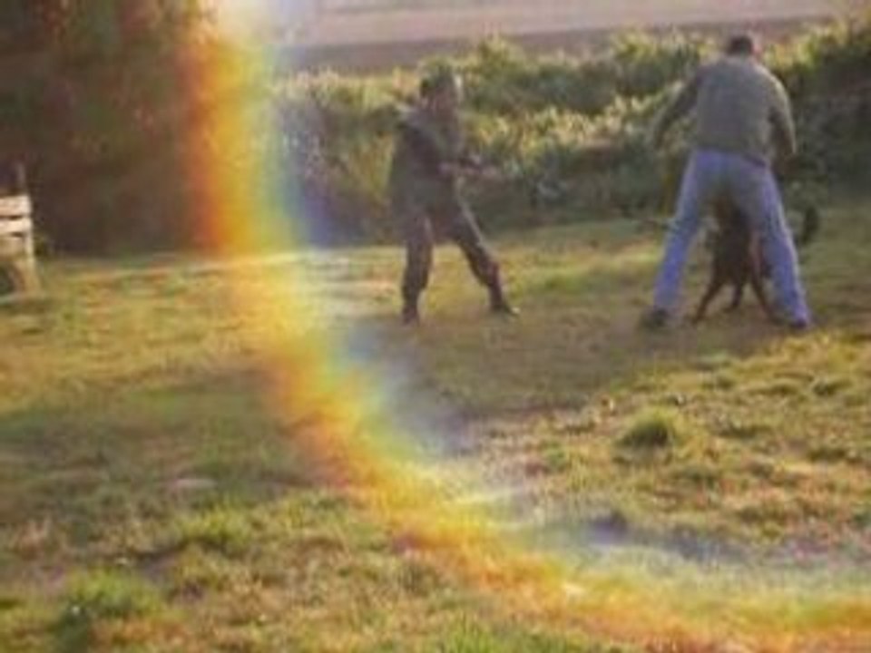 cash 8 mois a la formation maitre chien