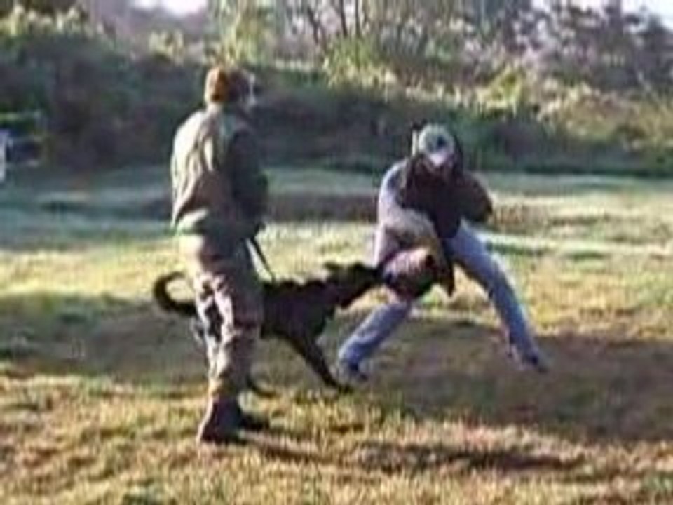 cash 8 mois a la formation maitre chien on comence le costum