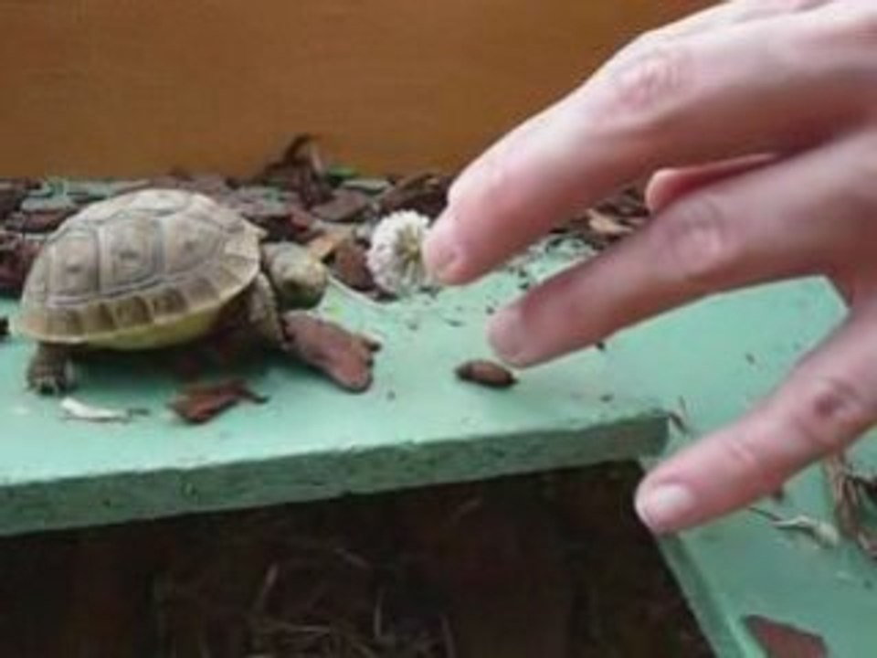 J'aime pas les fleurs de trefle