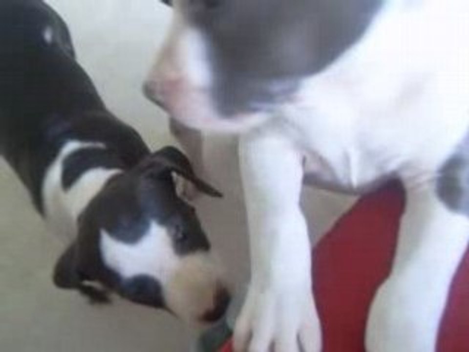 puppyblue