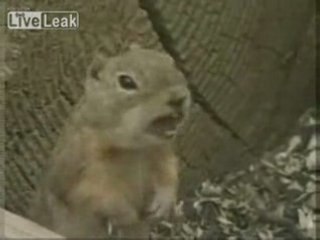 Reincarnation de Freddie Mercury