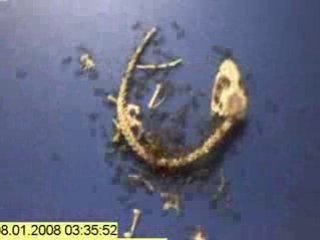 Lezard dvor par des fourmis