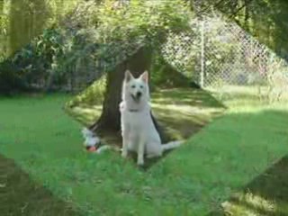 PROMENADE AU PARC 26.09.2008