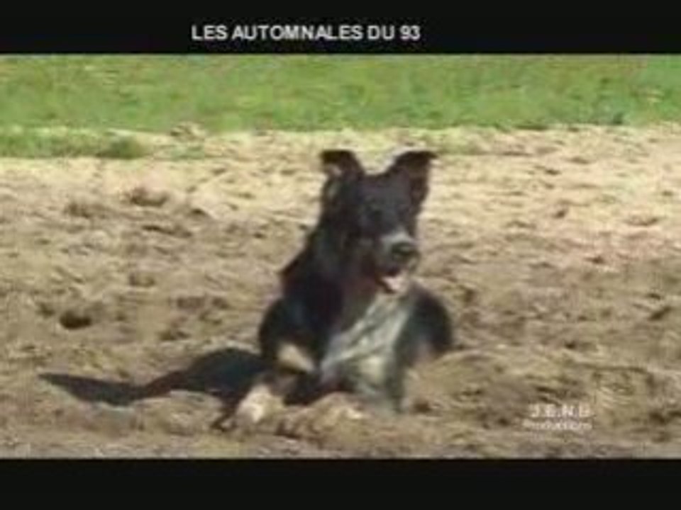 Ferme 07 : CHIENS DE BERGER  (belle démo)
