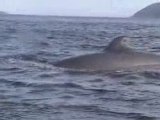 Les baleines de Tadoussac