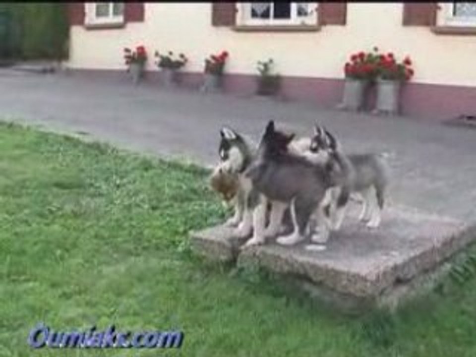 Oumiak's double trouble Dreams & Dior & Diamonds n°2