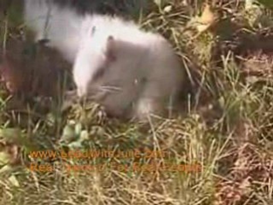 An Albino Squirrel Eating My Apples!