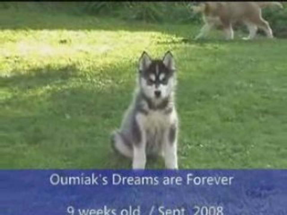 Oumiak's double trouble Dreams & Dior & Diamonds n°3