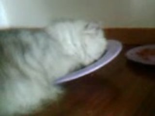 chat fainéant en mangeant