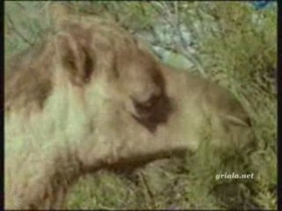 Saocari arsebebi - aqlemi
