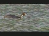 Grebes huppes
