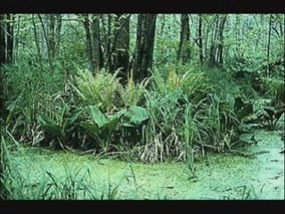 Je vais pêcher des huitres