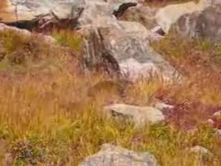 A la chasse aux marmottes