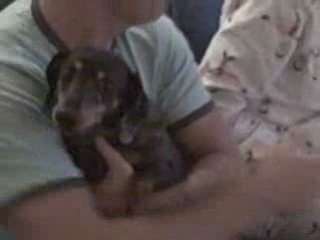 Touch My Paws and I Bite Your Hand