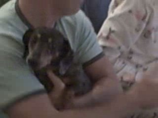 beware Crazy Dauxy Bites Like Tazzy Devil