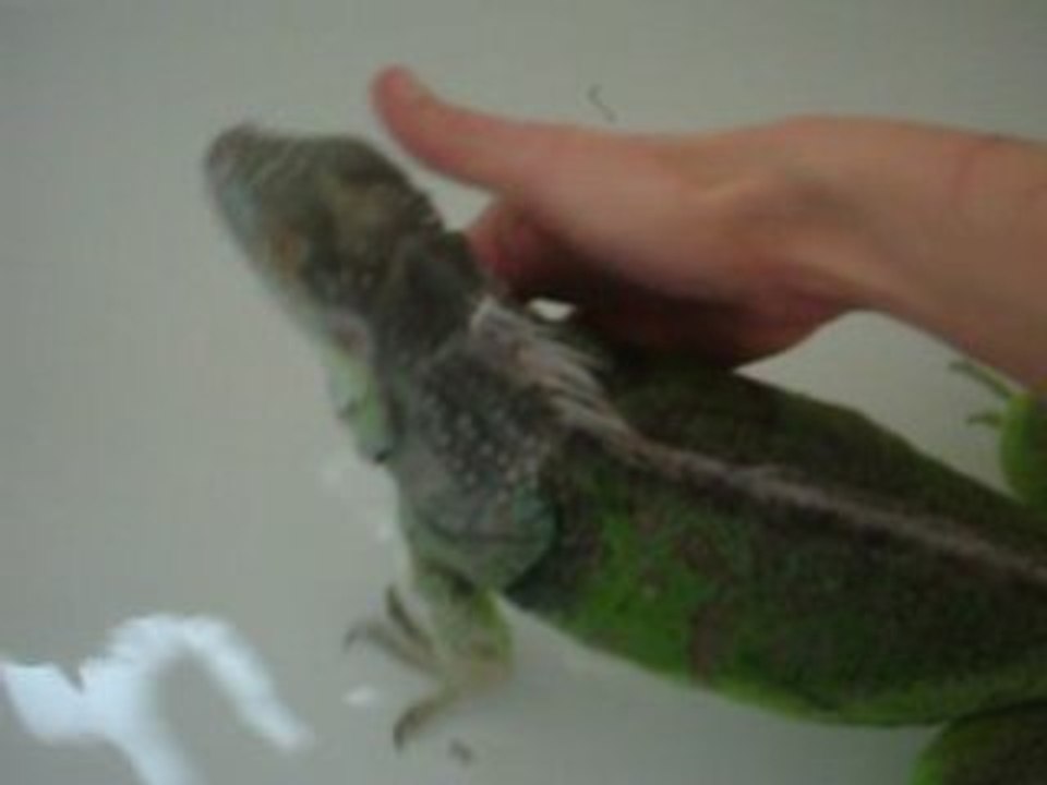 iguane  au bain