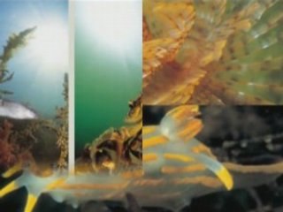 Les habitants de l'etang de thau (france)