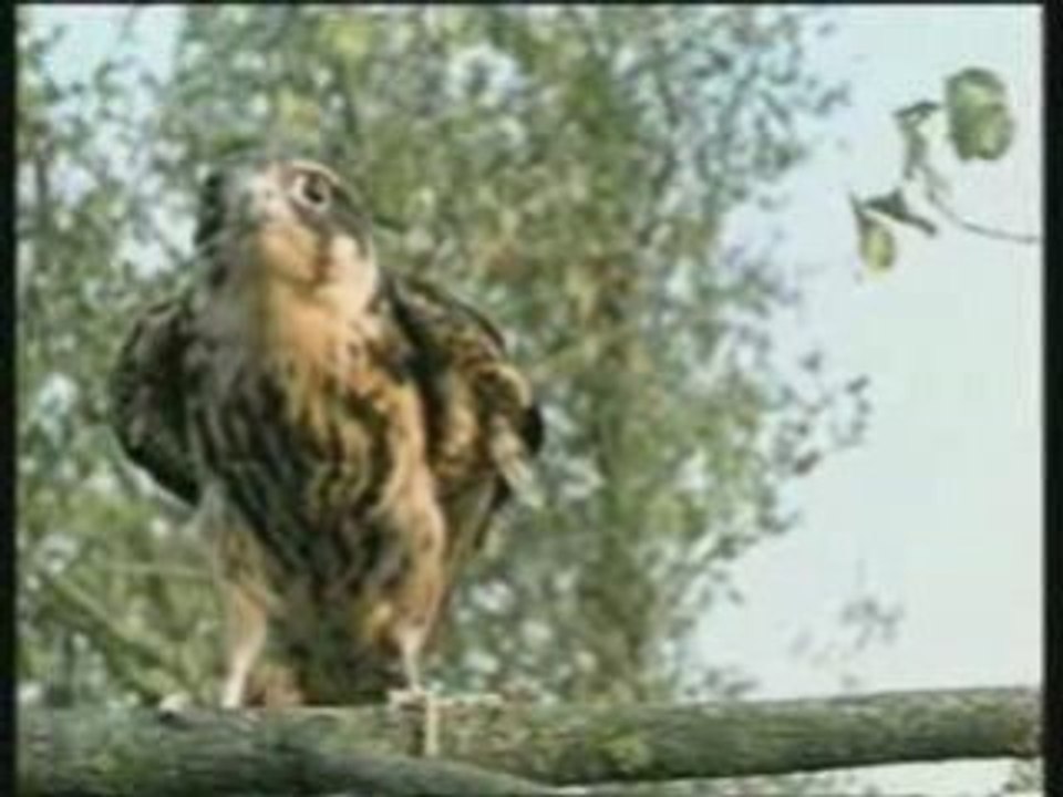 Saocari arsebebi - cricina