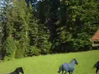 jument appaloosa jeux pré