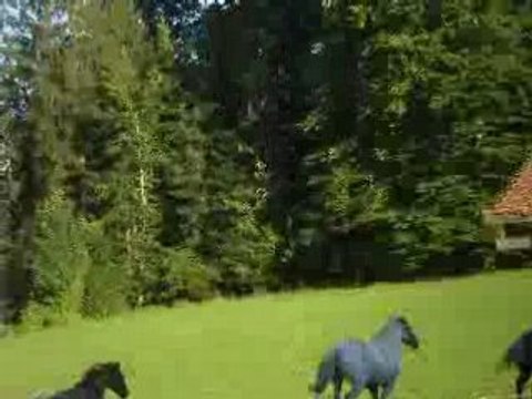 jument appaloosa jeux pré