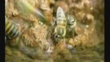 Milagros del Corán, La miel de la abeja hembra