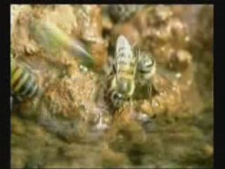 Milagros del Corán, La miel de la abeja hembra