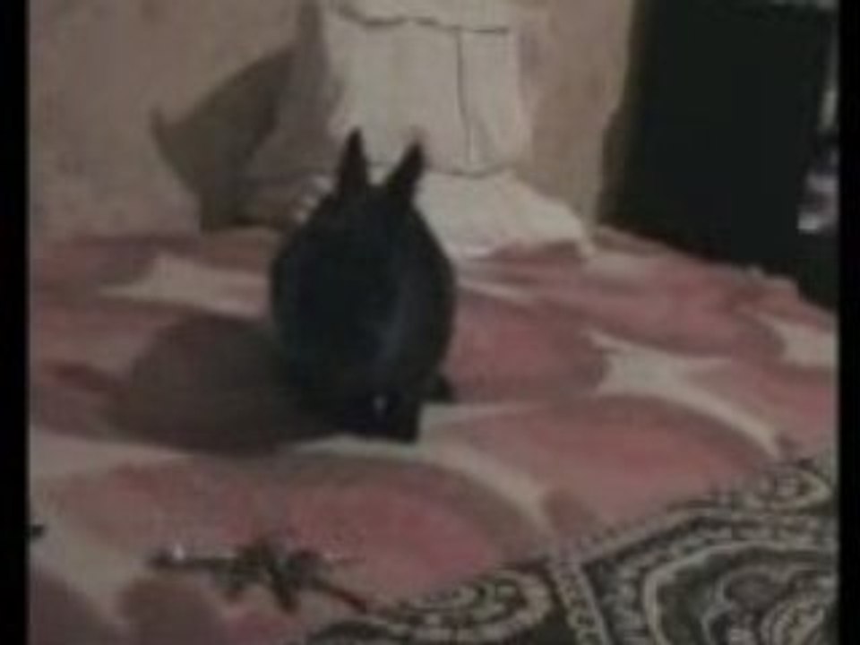 bunny 2