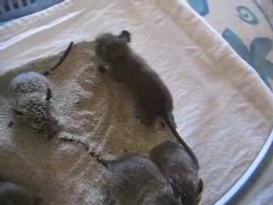 BBS OCTODONS PRENANT LEUR BAIN DE SABLE