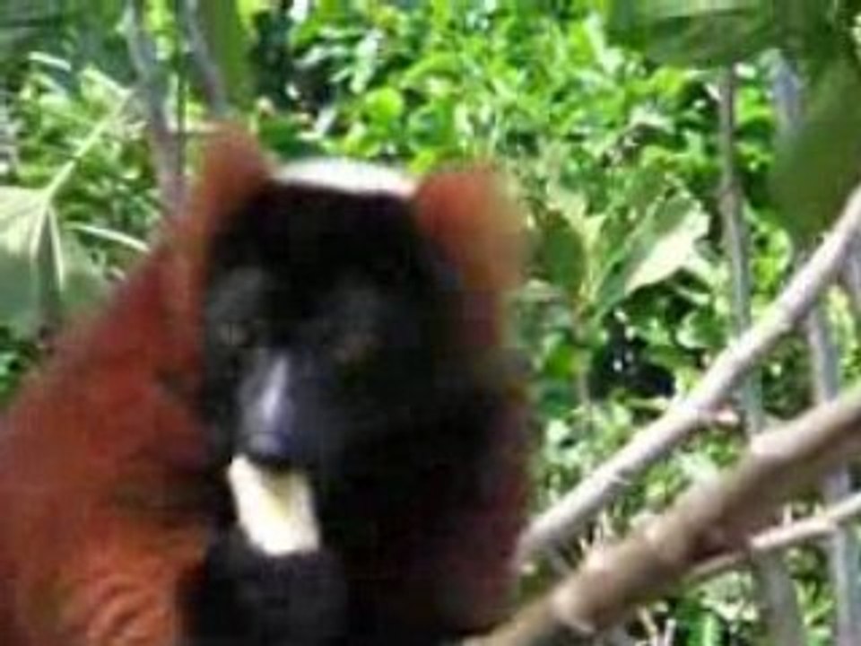 Lemuriens à Madagascar part3