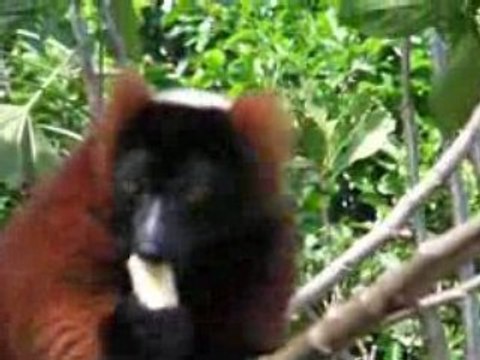 Lemuriens à Madagascar part3