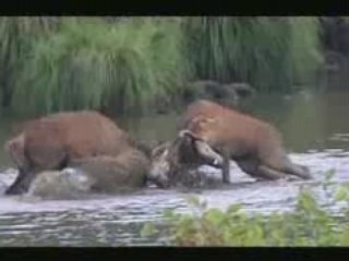 Quand le Cerf...Bagarre
