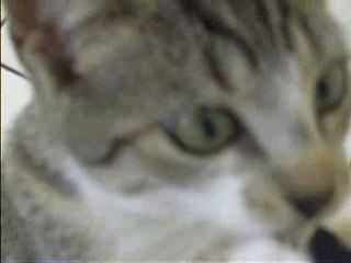 chaton et l appareil photo