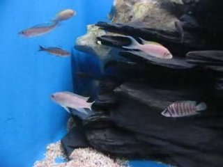 TANGANYIKA CICHLIDS LAMPROLOGUES part4